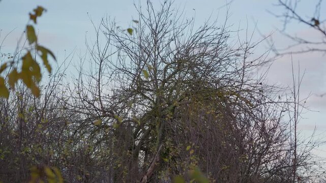 A bare tree with almost no leaves stands outdoors against a pale autumn sky. Natural seasonal scene showing late fall atmosphere, changing nature, and quiet rural or suburban surroundings. 4k footage