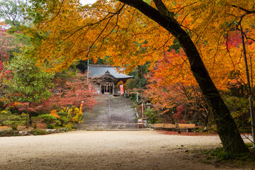 Fototapeta premium 日本の風景・秋 佐賀 紅葉の仁比山神社