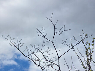 Obraz premium low angle view of a tree brunches against cloudy sky