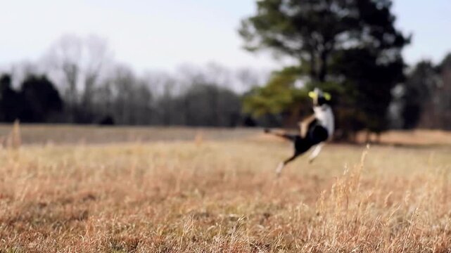 Breathtaking Energetic border collie jumps high in the air and catches a frisbee. Beautiful  Playful puppy in open field action shot. 