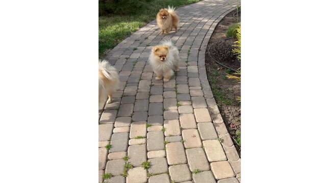 Beautiful and Cute fluffy Pomeranian puppies walking on brick pathway in park. Lovely pet animal and  dog friendship concept. 