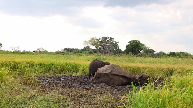 4K Ultra HD: Rare Footage of Wild Asian Elephant Taking a Mud Bath in the Grasslands of Sri Lanka