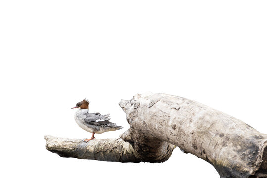 Female common merganser (Mergus merganser) perched on driftwood isolated on transparent background