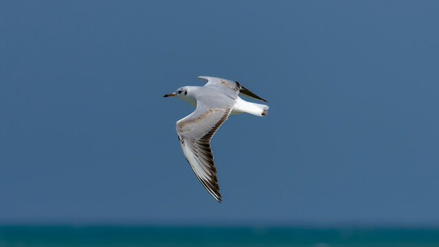 Powerful flapping of seagull wings flying against the wind
