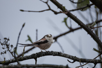 Long-tailed tit (Aegithalos caudatus) on branch looking at camera with soft background
