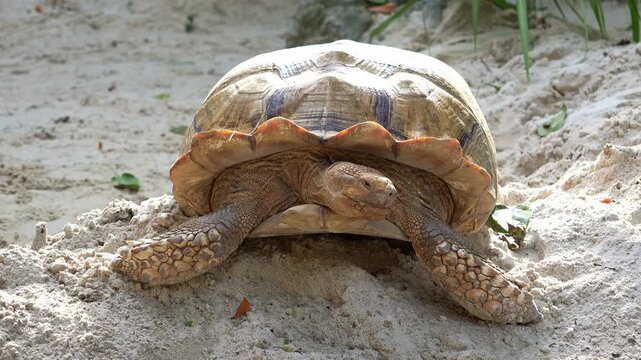 An Aldabra giant tortoise (aldabrachelys gigantea) rests on a sandy surface, close up shot.
