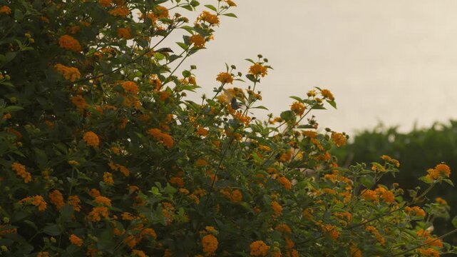 Male Peruvian sheartail hummingbird feeding among yellow lantana blooms, hovering and shifting directions while probing flowers with a yellowish sky background during golden hour in Lima, Peru.