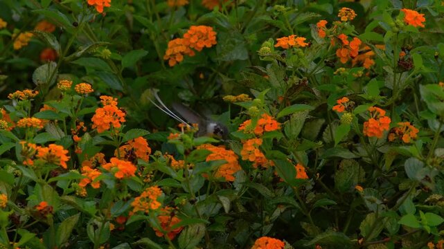 Male Peruvian sheartail hummingbird hovering and feeding on yellow lantana flowers, seen from back and side while the camera subtly follows its movement in a garden setting in Lima, Peru.