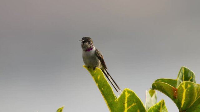 Long-tailed sylph hummingbird perched on a leaf while grooming, briefly scratching and fluffing its plumage as it moves its long tail up and down during a quiet moment in Lima, Pe