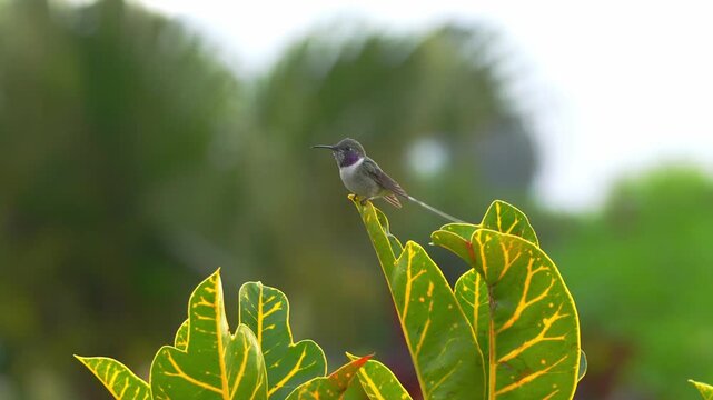 Male Peruvian sheartail hummingbird flies in and lands on leaves, exits the frame, then returns to hover briefly before perching again while extending its thin tongue in a garden scene in Lima, Peru.