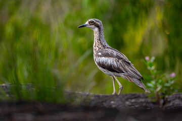 Bush Stone-curlew - Burhinus grallarius, beatufiul large, ground-dwelling bird endemic to forests and bushes of Australia. © David