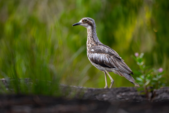 Bush Stone-curlew - Burhinus grallarius, beatufiul large, ground-dwelling bird endemic to forests and bushes of Australia.