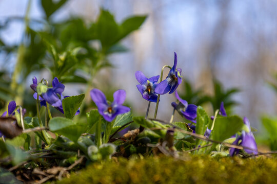 Viola odorata flowers in forest with blue sky and blurred trees, copy space
