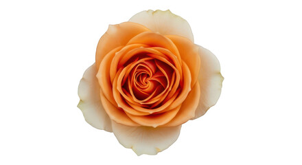Fototapeta premium A single blooming peach colored rose flower viewed from directly above showing delicate petals