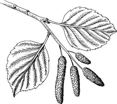 Black and white line of a birch tree branch with serrated leaves and catkins a white background