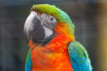 Obraz premium Colorful Macaw Parrot Portrait