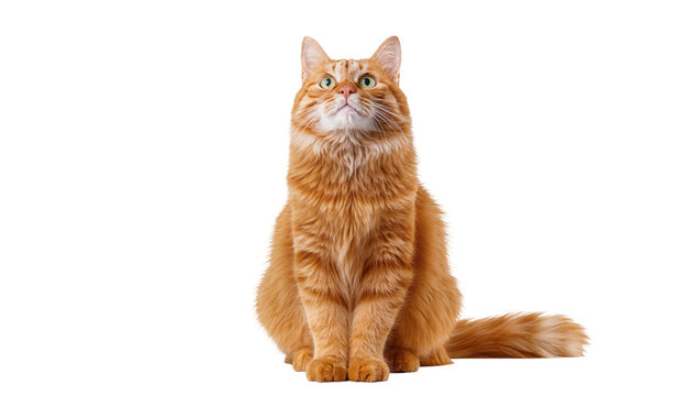 Fluffy ginger cat with bright green eyes sitting attentively, looking upwards, an adorable domestic feline isolated PNG on transparent background
