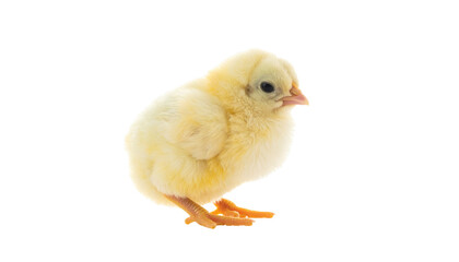 Obraz premium a yellow coloured cute baby chick, isolated on transparent background.