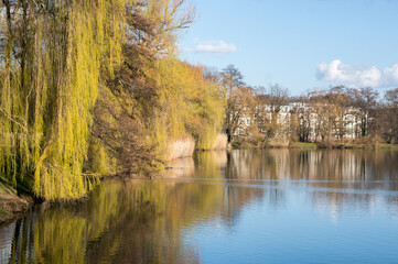 Obraz premium swan pond park in zwickau in the spring