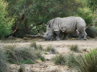 Southern white rhinoceros grazing in natural habitat with another rhino in the background. Wildlife scene showing African savanna environment and natural behavior of large herbivore. © denisapro