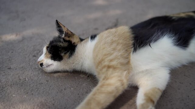 Cute tricolor calico cat lying on its back, yawning, stretching, and rolling playfully on a concrete path outdoors on a sunny day.