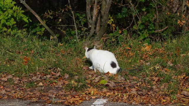 A stray black-and-white cat is sitting and licking itself on the autumn leaves. In front, there is a patch of asphalt and autumn grass; in the background, the lower parts of bush trunks are visible.