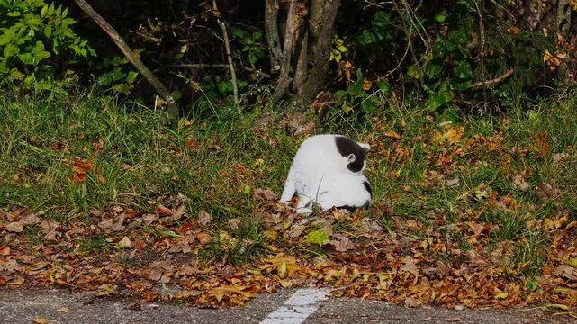 A stray black-and-white cat is sitting and licking itself on the autumn leaves. In front, there is a patch of asphalt and autumn grass; in the background, the lower parts of bush trunks are visible.
