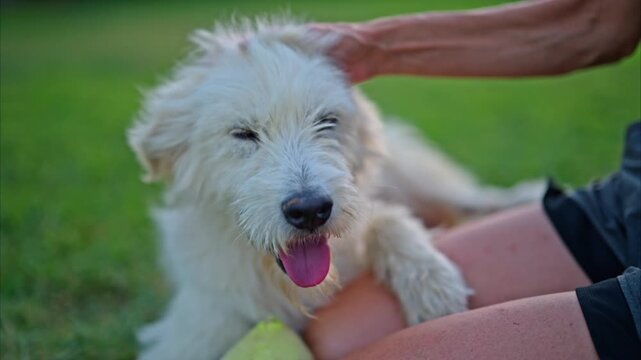 Close-up shot of a happy white dog relaxing on the grass while being gently petted by its owner.
the positive relationship between dogs and humans. slow motion