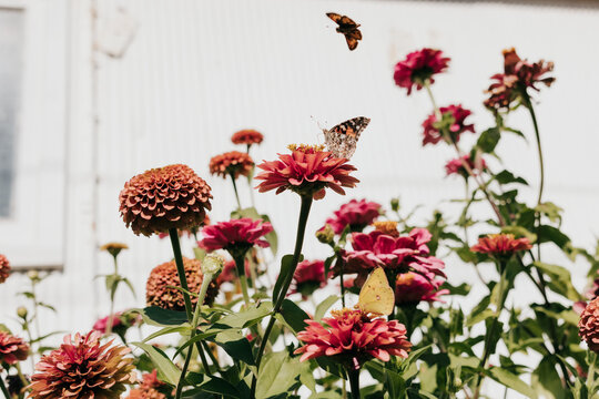 Butterflies land on wildflowers growing against white shed in garden
