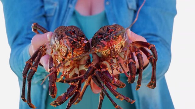 Woman holds out tow red-brown live spiny cape rock lobster (crayfish), frontal