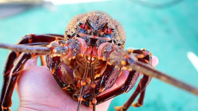 Man holds live red-brown spiny cape rock lobster (kreef) for detailed view
