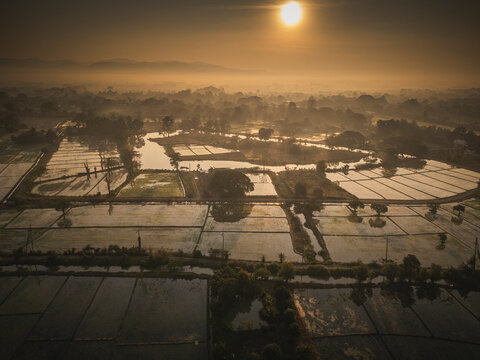 rice fields from aerial view