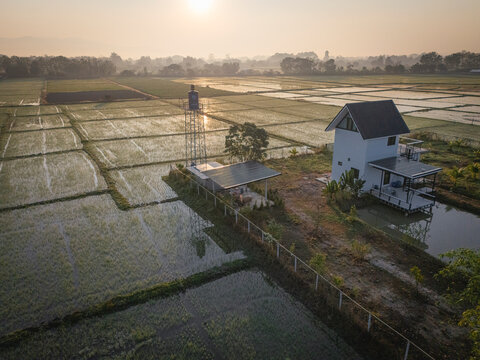 rice fields from aerial view
