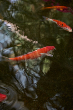 Colorful Koi Fish Swimming in Pond, Botanical Garden