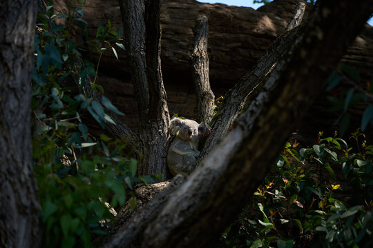 Wooden Branch and Koala in Botanical Garden