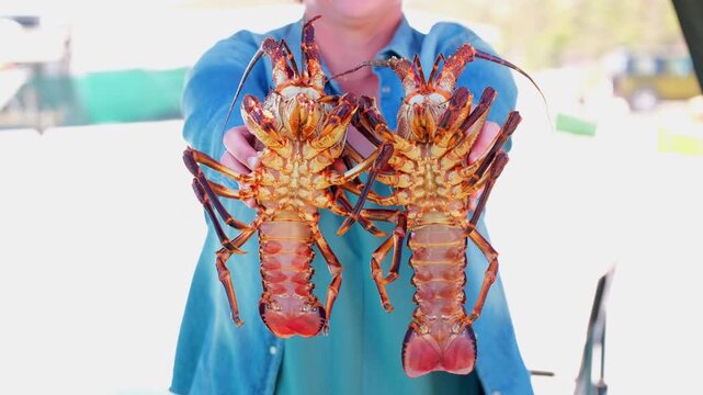 Woman holds up two big live crayfish (Jasus lalandii) caught on Cape West Coast
