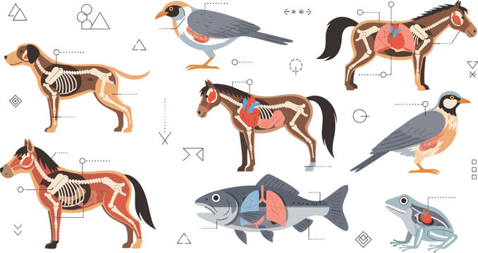 Animal Anatomy Illustration Collection Featuring Horse, Dog, Bird, Fish, and Frog with Internal Organs and Skeletal Details in Educational Flat Vector Style for Science Design.