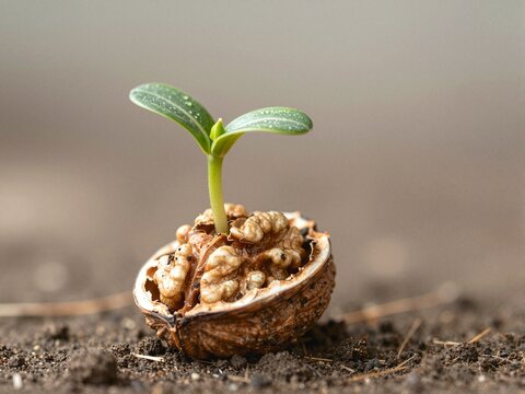 Close-up Realistic Photo of Green Sprout Emerging from Walnut Shell on Soil