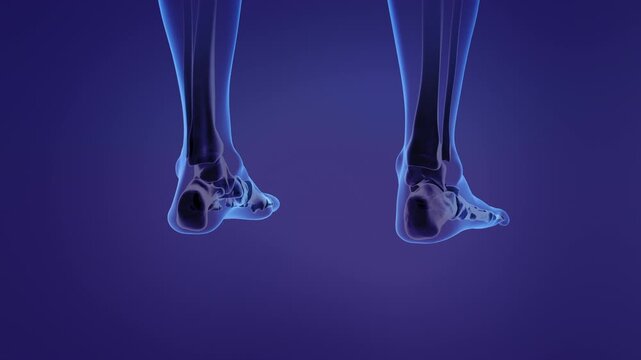 Anatomy of the human calcaneus