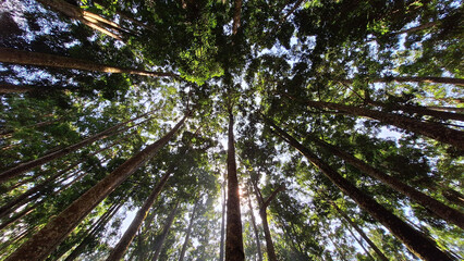 Fototapeta premium Forest Trees with Sunlight Pouring Through. Worms Eye View of Tall Trees in a Lush Forest Canopy.