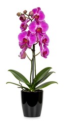 Naklejka premium Blooming purple orchid plant in glossy black container