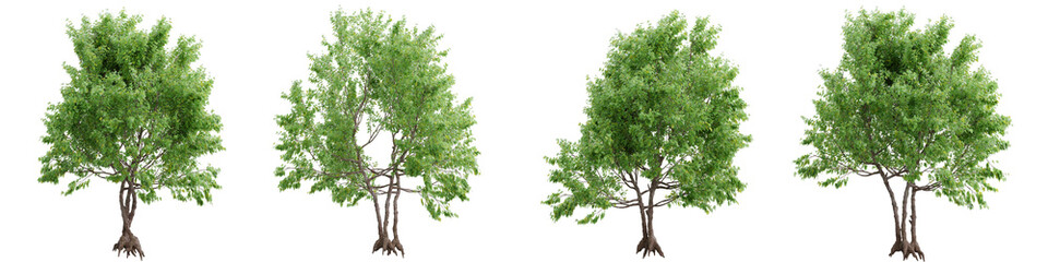 Obraz premium Green maple trees with twisted vine trunks isolated on transparent background 3d rendering png