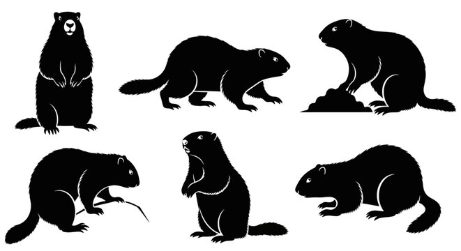 Set of Black Silhouettes of Groundhogs in Various Poses