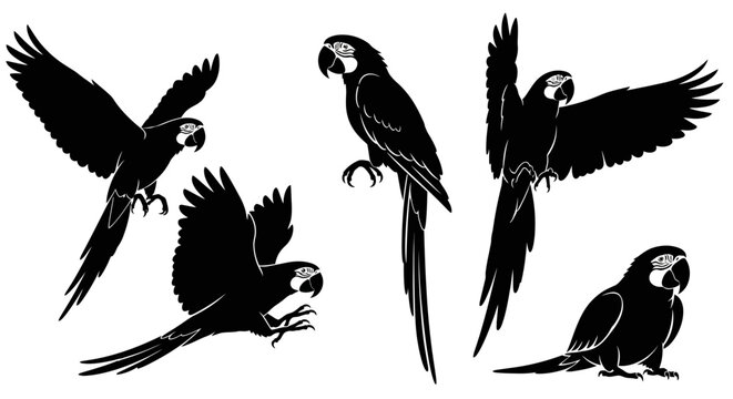 Set of Black Silhouettes of Macaw Parrots in Various Poses, Isolated on White Background