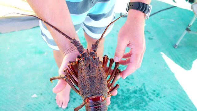 Man at campsite displays anatomy of live Cape Rock Lobster (Jasus lalandii)