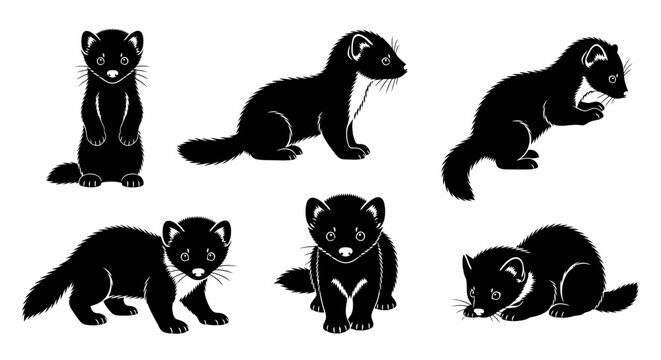 Set of Black Ferrets or Weasels in Various Poses - Vector Illustration