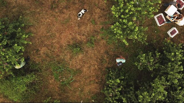 Top down aerial of plum trees and soil paths during active harvest, pan across separating and boxing operation