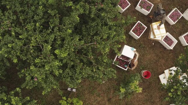 Aerial of multiple harvest bins clustered in plum orchard, top down descend as they sort and toss fruit