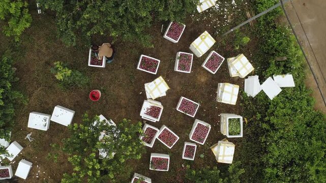 Top down aerial of harvest crates arranged among plum trees, harvester loading and sorting