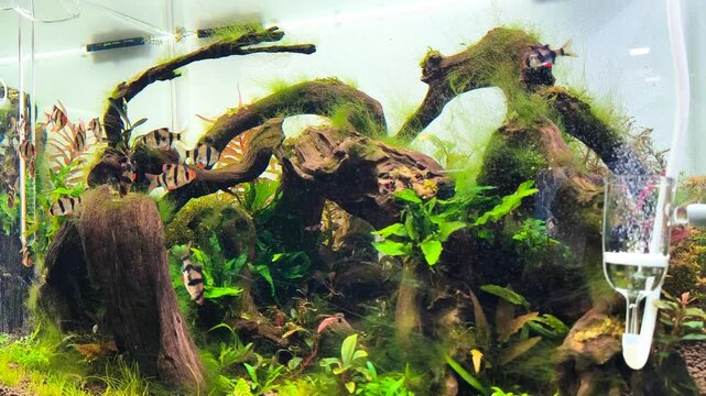 4K aquarium algae bloom footage, fish swimming through dense green algae growth in freshwater planted tank during summer season